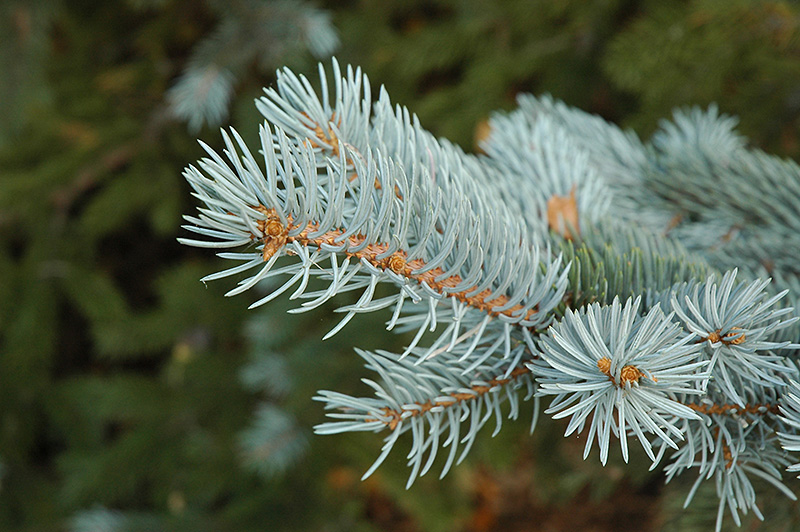 Blue Colorado Spruce (Picea pungens 'var. glauca') at Gertens