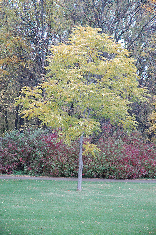 Kentucky Coffeetree (Gymnocladus dioicus) at Gertens