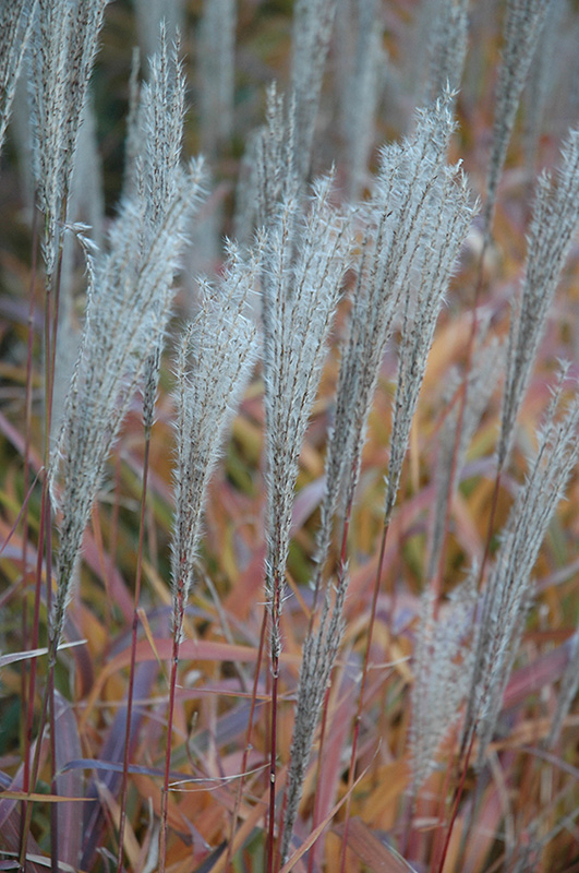 Flame Grass (Miscanthus sinensis 'Purpurascens') at Gertens