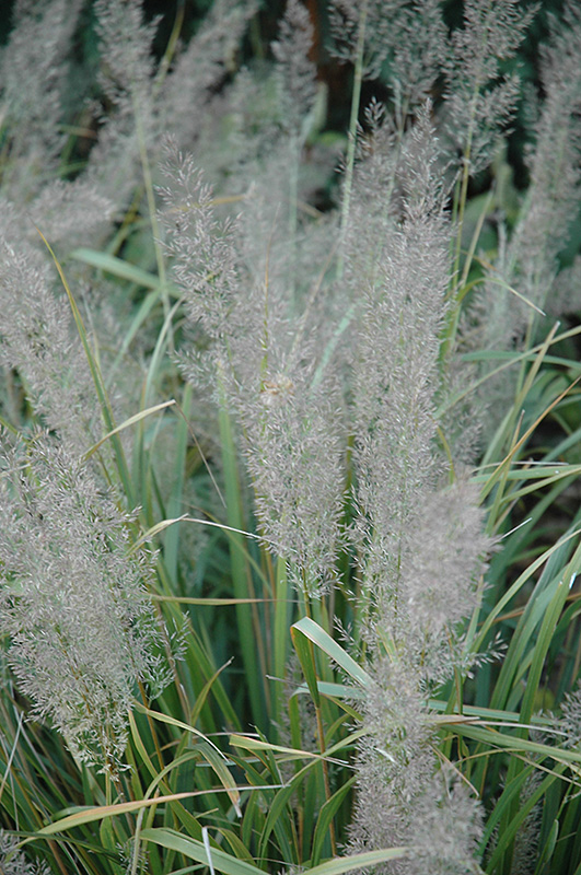 Korean Feather Reed Grass (Calamagrostis brachytricha) at Gertens