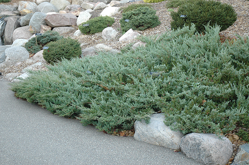 Hughes Juniper (Juniperus horizontalis 'Hughes') at Gertens