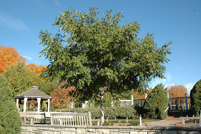 Cork Trees: Soft-Skinned Monarchs of the Mediterranean