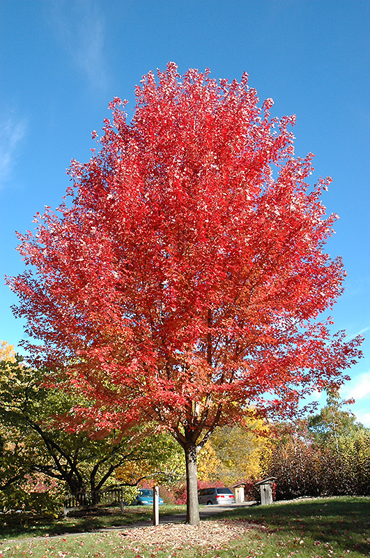Autumn Blaze® Maple (Acer x freemanii 'Jeffersred') at Gertens