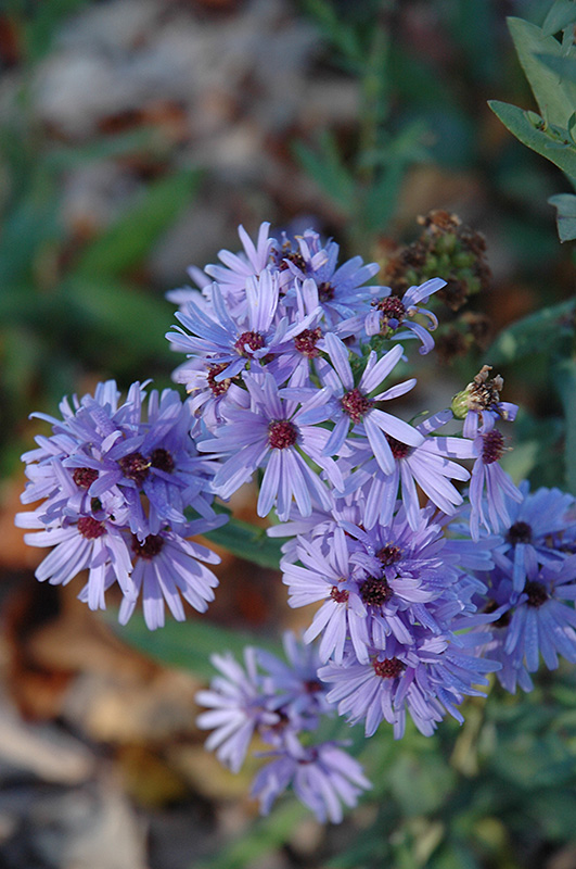 Smooth Aster (Aster laevis) at Gertens