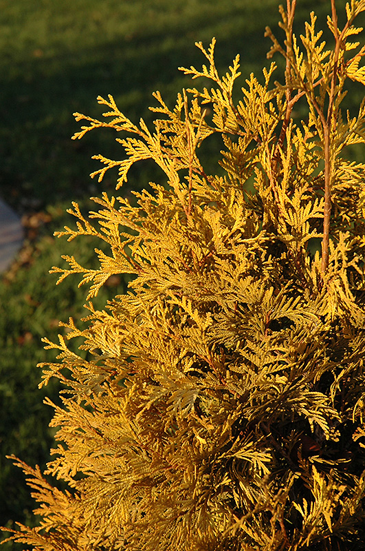 Yellow Ribbon Arborvitae (Thuja occidentalis 'Yellow Ribbon') at Gertens