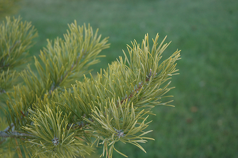 Scotch Pine (Pinus sylvestris) at Gertens