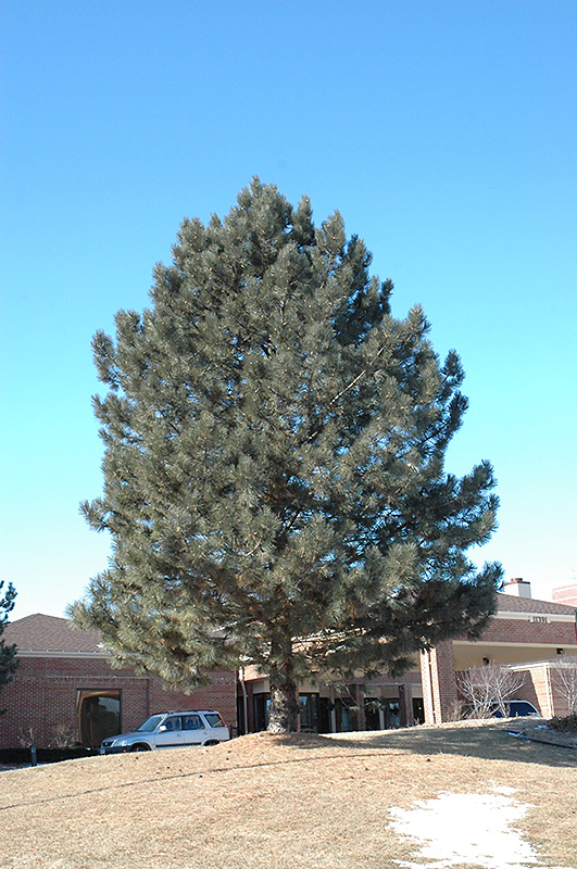 Norway Pine (Pinus resinosa) at Gertens