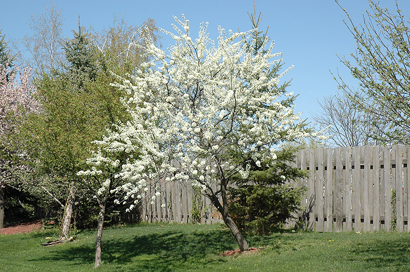 Alderman Plum (Prunus 'Alderman') at Gertens