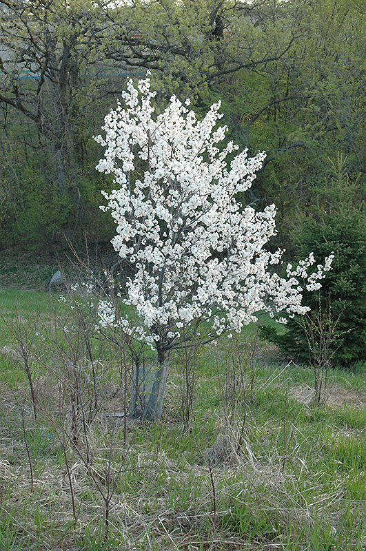 Princess Kay Flowering Plum (Prunus nigra 'Princess Kay') at Gertens