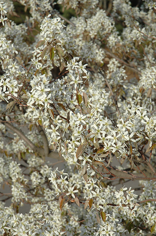 Shadblow Serviceberry (Amelanchier canadensis) at Gertens