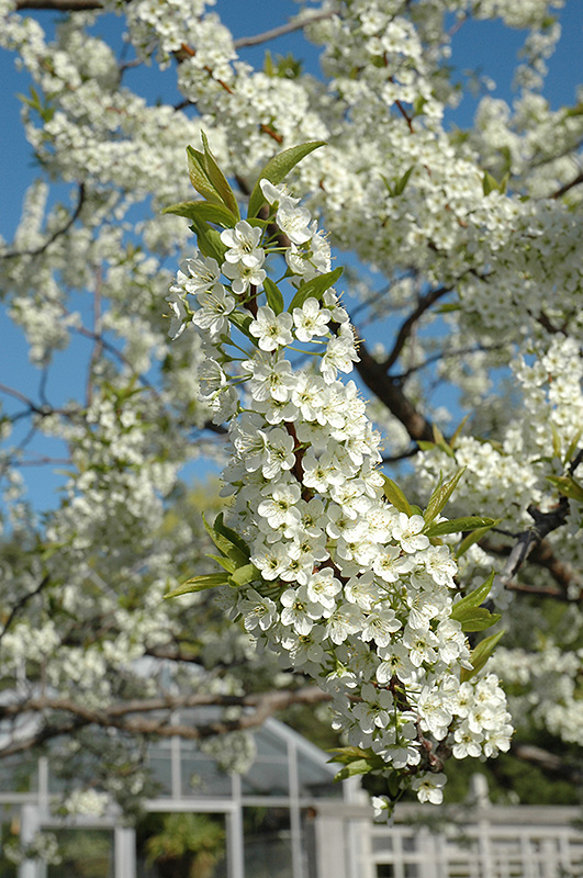Alderman Plum (Prunus 'Alderman') at Gertens