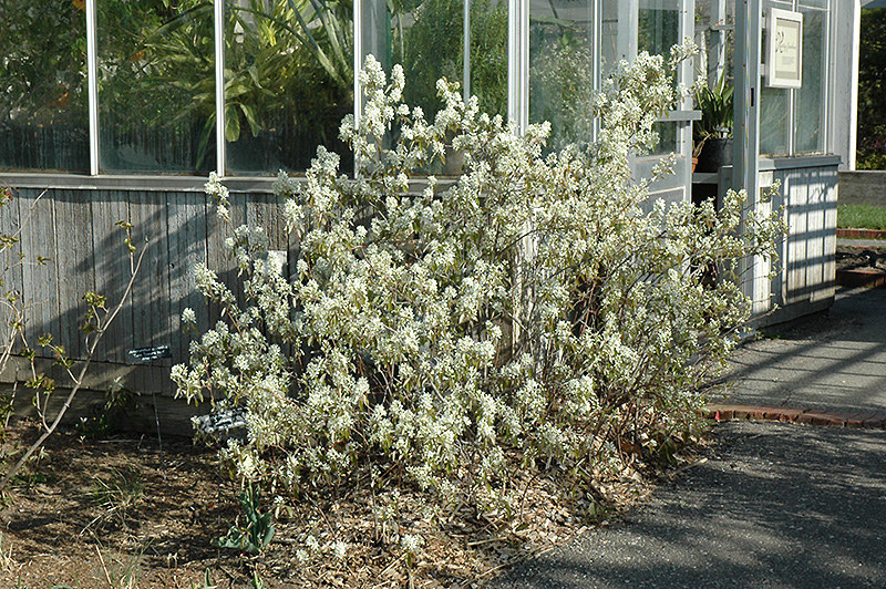 Regent Serviceberry (Amelanchier alnifolia 'Regent') at Gertens
