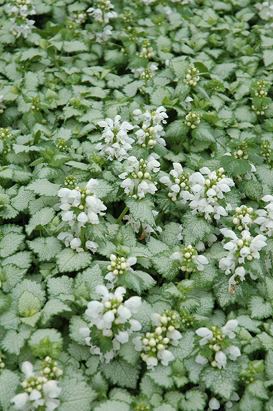 White Nancy Lamium (Lamium maculatum 'White Nancy') at Gertens