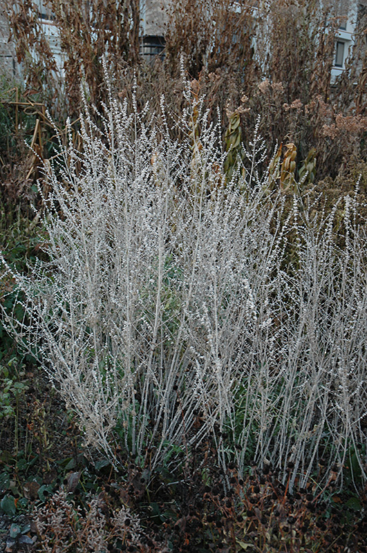 Russian Sage (Perovskia atriplicifolia) at Gertens