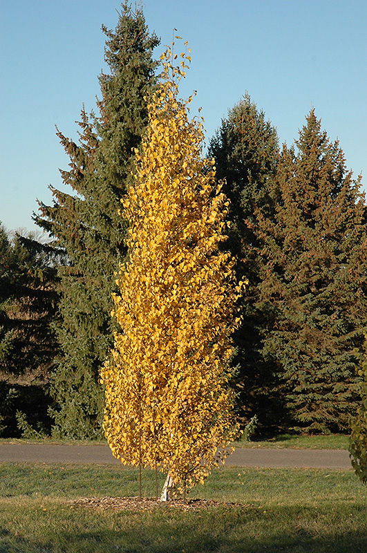 Dakota Pinnacle® Birch (Betula platyphylla 'Fargo') at Gertens