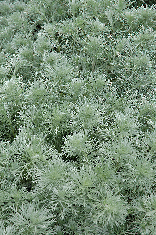 Silver Mound Artemisia (Artemisia schmidtiana 'Silver Mound') at Gertens