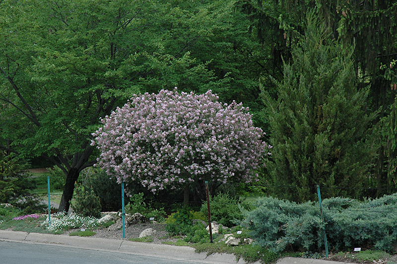 Dwarf Korean Lilac (tree form) (Syringa meyeri 'Palibin (tree form)') at Gertens
