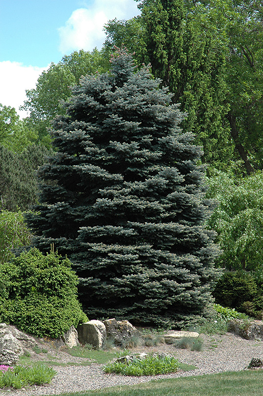 Fat Albert Colorado Blue Spruce (Picea pungens 'Fat Albert') at Gertens