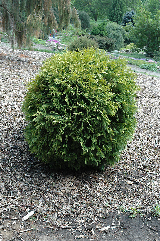 Golden Globe White Cedar (Thuja occidentalis 'Golden Globe') in St Paul ...