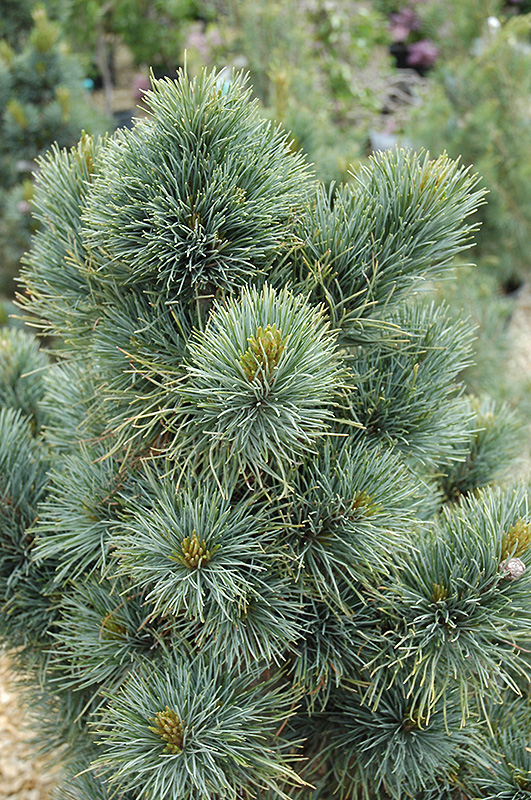 Blue Mound Swiss Stone Pine (Pinus cembra 'Blue Mound') in Inver Grove ...