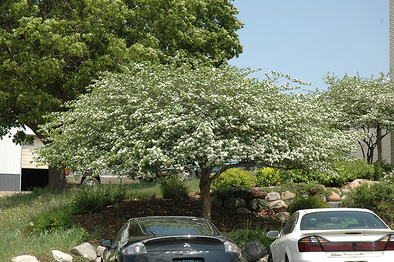 Thornless Cockspur Hawthorn Crataegus Crus Galli Inermis In Inver Grove Heights Minnesota Mn At Gertens