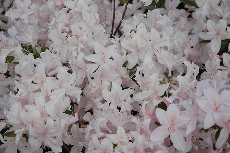 White Lights Azalea (Rhododendron 'White Lights') at Gertens