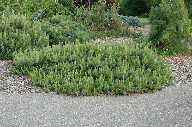Hillside Creeper Scotch Pine (Pinus sylvestris 'Hillside Creeper') at Gertens