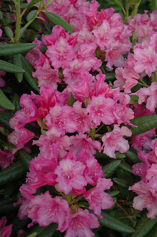 Hellikki Rhododendron (Rhododendron 'Hellikki') at Gertens