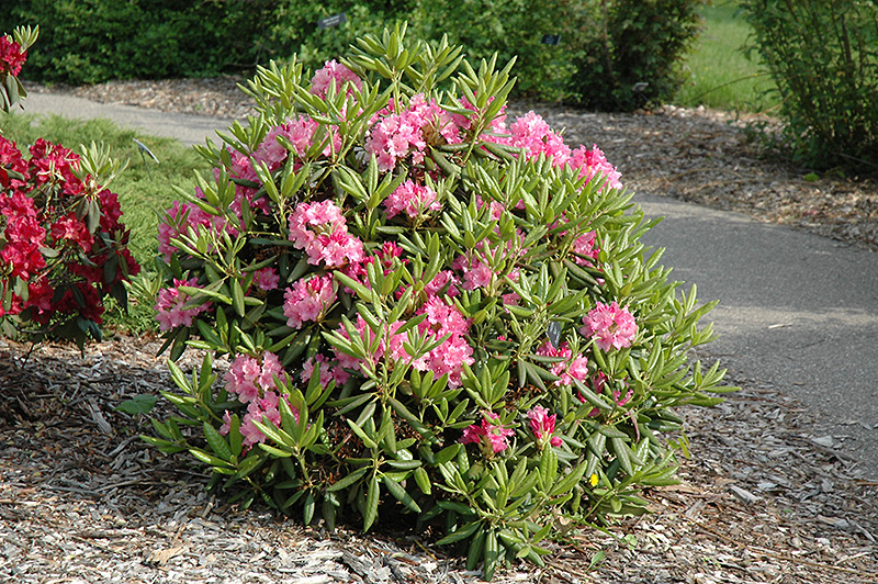 Haaga Rhododendron (Rhododendron 'Haaga') at Gertens