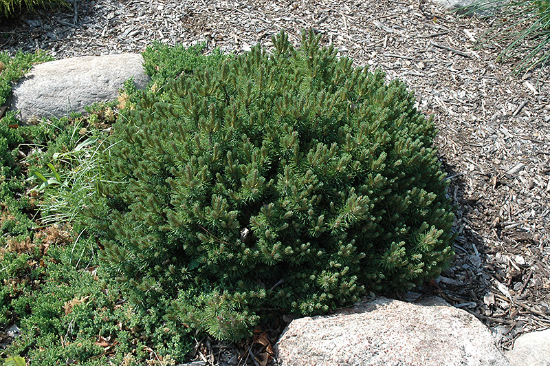 Valley Cushion Mugo Pine (Pinus mugo 'Valley Cushion') at Gertens