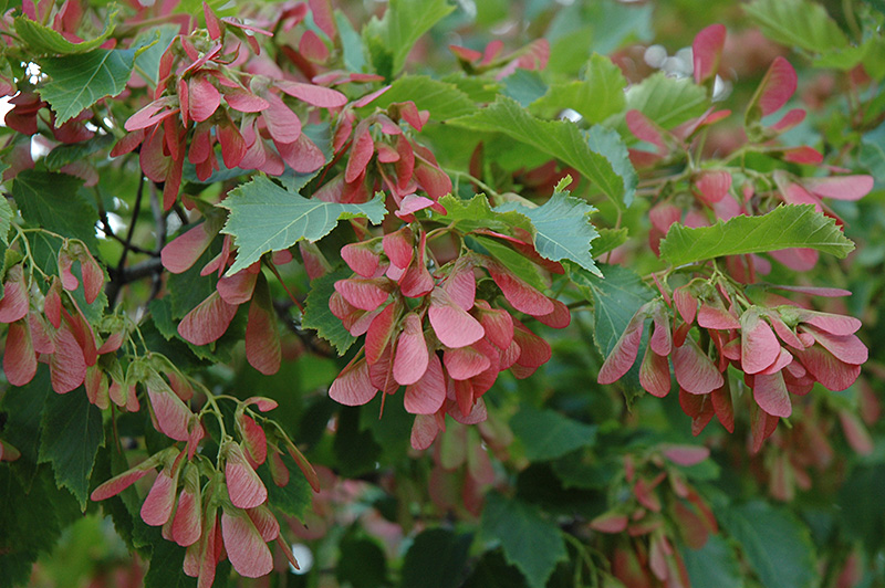 Flame Amur Maple (Acer ginnala 'Flame') at Gertens