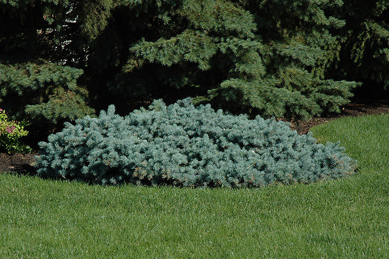 St. Mary's Broom Colorado Blue Spruce (Picea pungens 'St. Mary's Broom') at Gertens