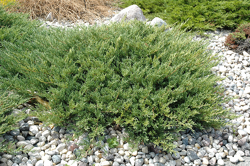 Andorra Compact Juniper (Juniperus horizontalis 'Plumosa Compacta') at Gertens