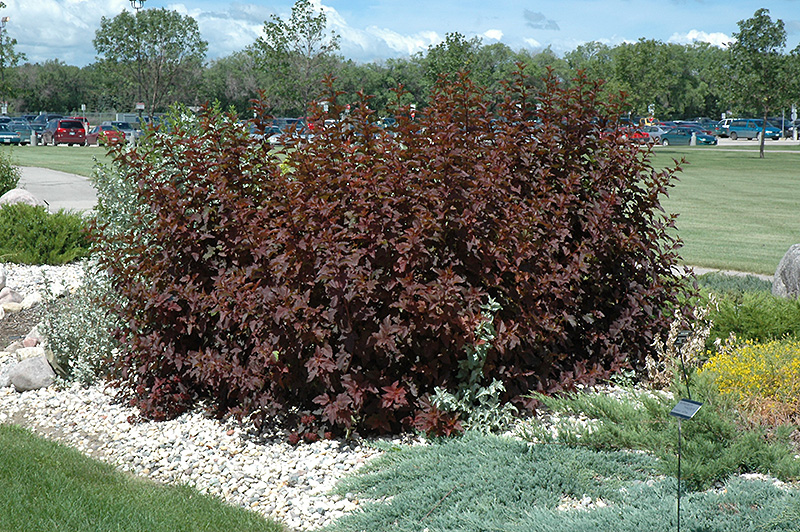 Diabolo® Ninebark (Physocarpus opulifolius 'Monlo') at Gertens