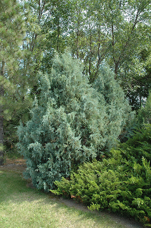Wichita Blue Juniper (Juniperus scopulorum 'Wichita Blue') at Gertens