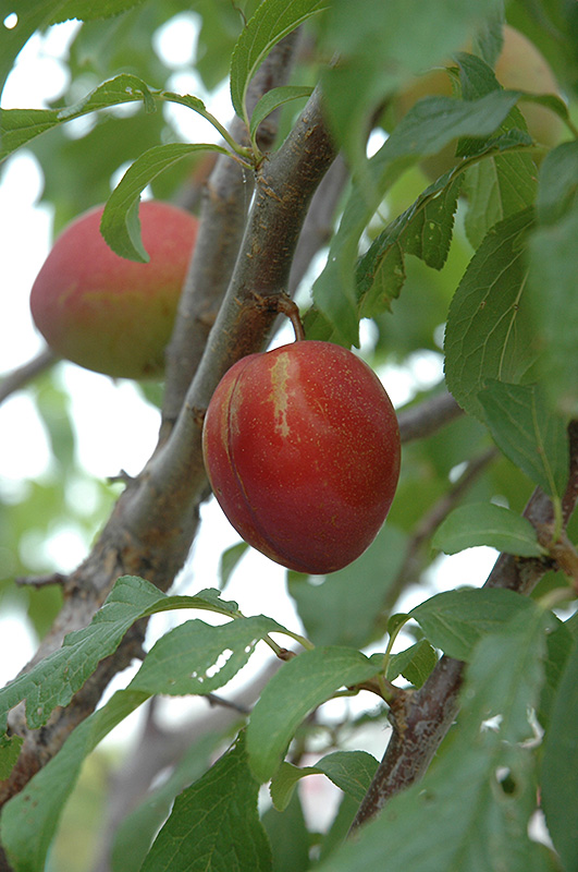 Alderman Plum Tree  Minnesota Nursery Research Corporation