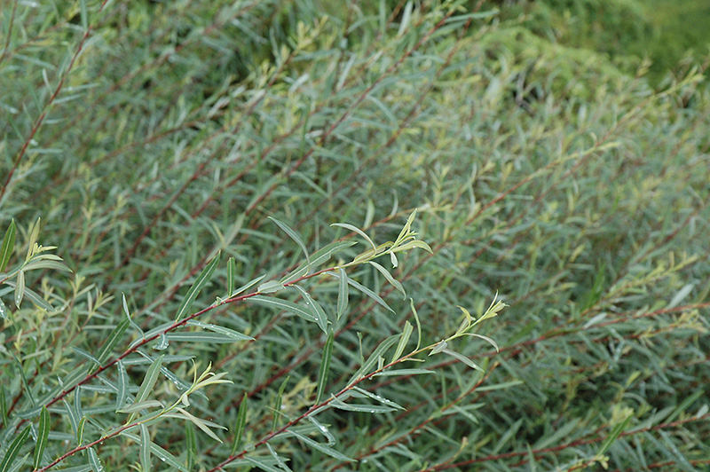 Dwarf Blue Arctic Willow (Salix purpurea 'Nana') at Gertens