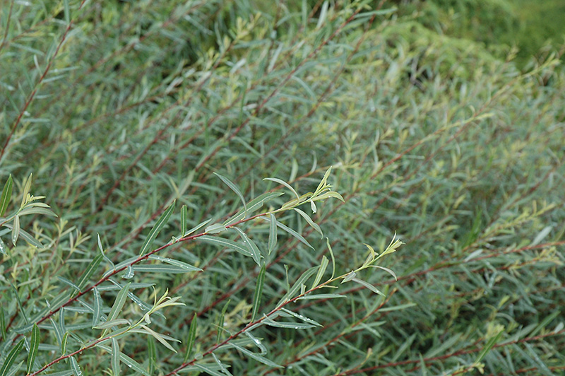 Dwarf Blue Arctic Willow (Salix purpurea 'Nana') in Inver ...