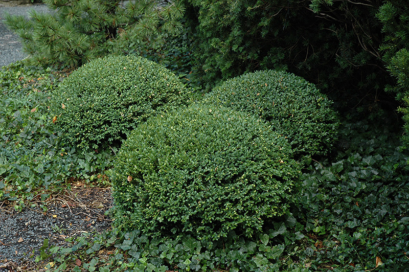 Northern Charm™ Boxwood (Buxus 'Wilson') at Gertens