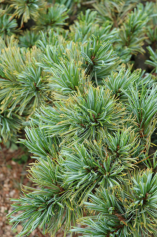 Blue Dwarf Japanese Stone Pine (Pinus pumila 'Blue Dwarf') at Gertens