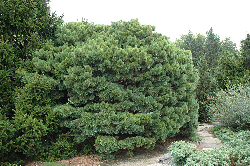 Dwarf Blue Scotch Pine (Pinus sylvestris 'Glauca Nana') at Gertens