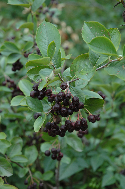 Glossy Black Chokeberry (Aronia melanocarpa var. elata) at Gertens