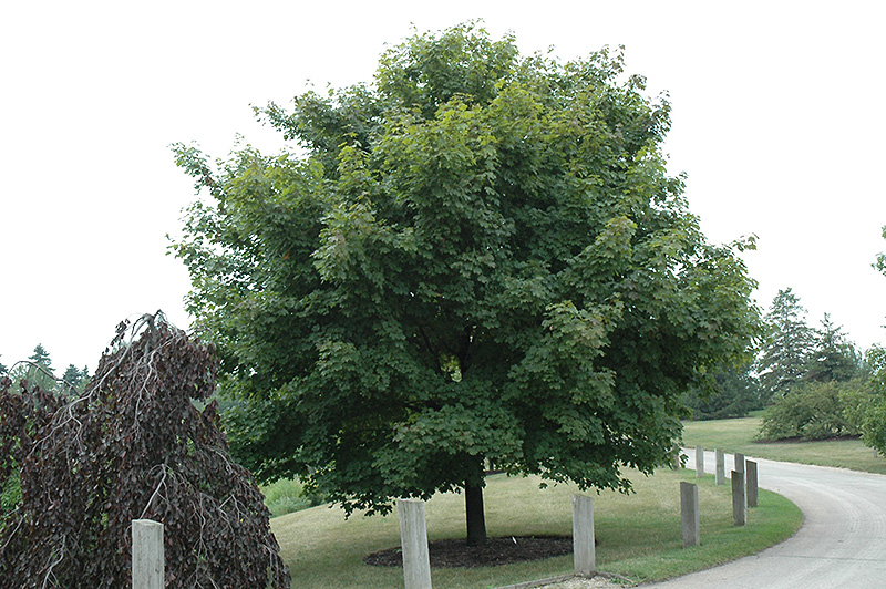 Emerald Lustre® Norway Maple (Acer platanoides 'Emerald Lustre') at Gertens