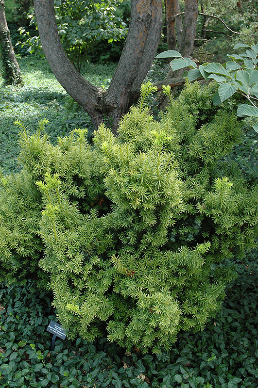 Dwarf Bright Gold Japanese Yew (Taxus cuspidata 'Dwarf Bright Gold') at Gertens