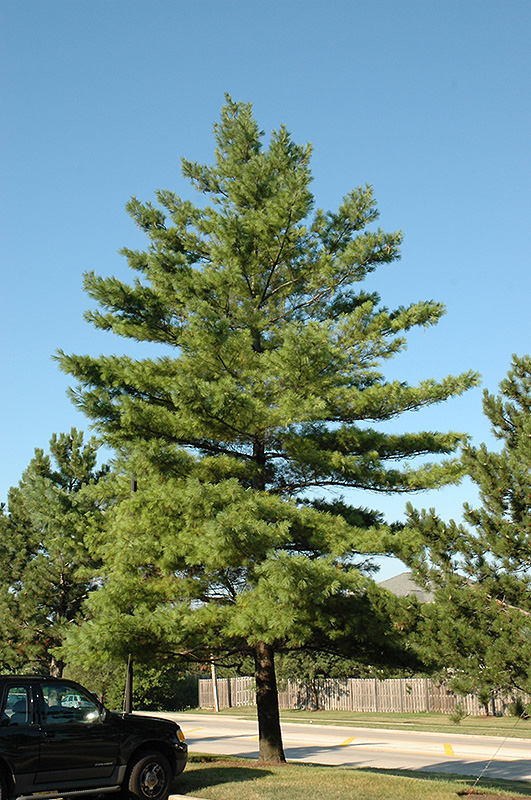 Eastern White Pine (Pinus strobus) at Gertens