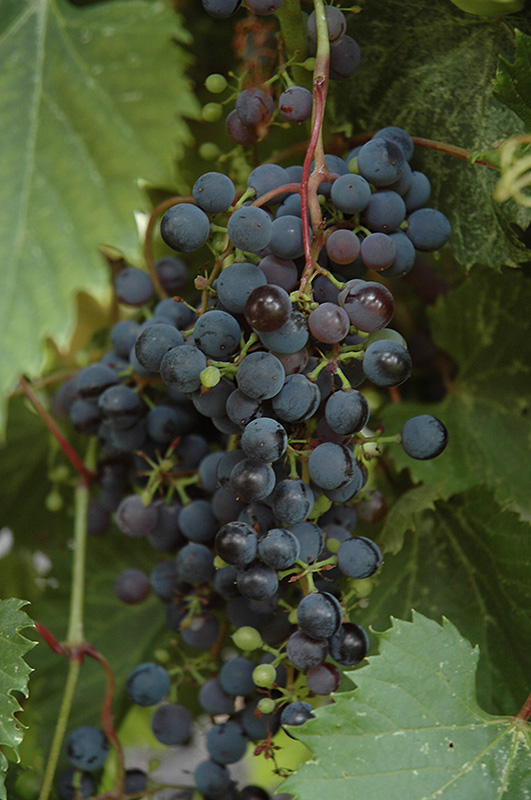 Frontenac™ Grape (Vitis 'Frontenac') at Gertens
