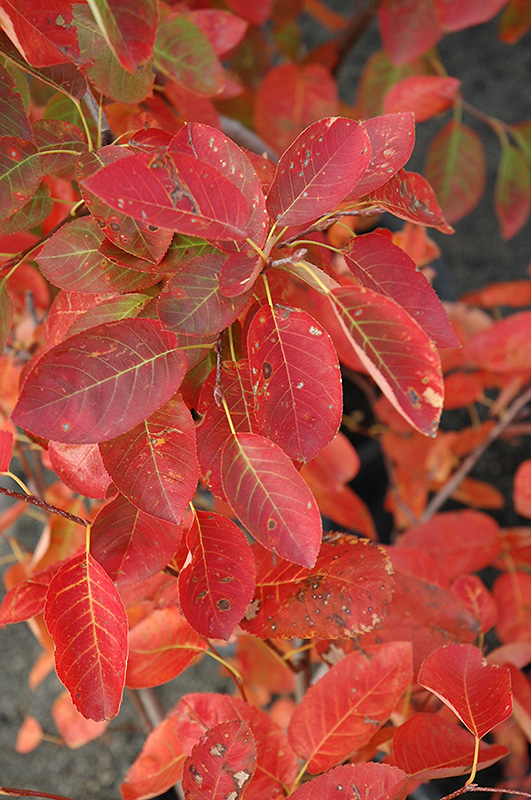 Autumn Brilliance® Serviceberry (Amelanchier x grandiflora 'Autumn Brilliance') at Gertens