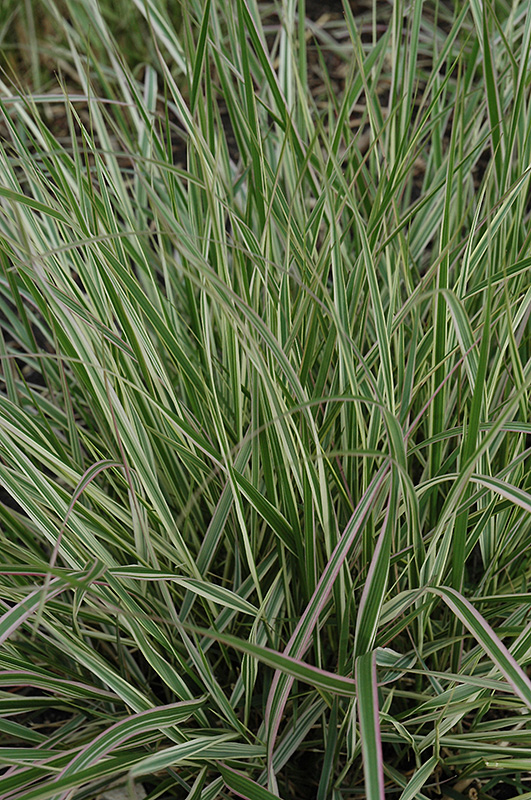 Overdam Feather Reed Grass (Calamagrostis x acutiflora 'Overdam') at Gertens