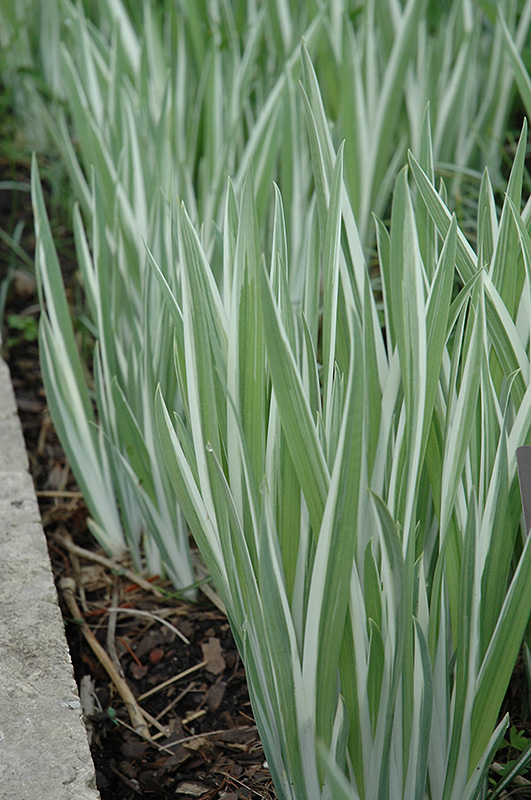Variegated Japanese Iris (Iris ensata 'Variegata') at Gertens