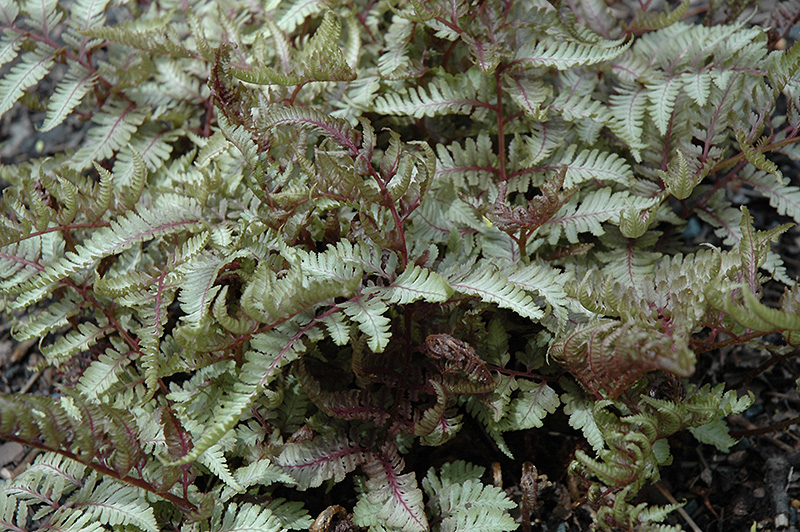 Red Beauty Painted Fern (Athyrium nipponicum 'Red Beauty') in Inver ...